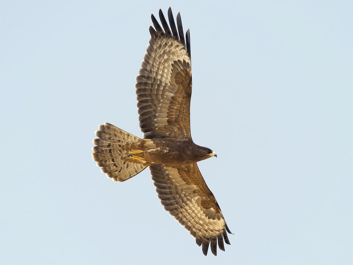 Oriental Honey-buzzard (Crested Honey Buzzard)